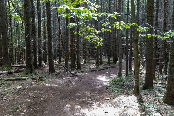 Ukrayna Karpatlarının Dağ Ormanı.