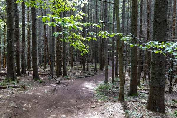 Ukrayna Karpatlarının Dağ Ormanı.