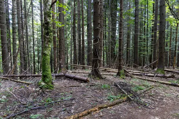 Ukrayna Karpatlarının Dağ Ormanı.