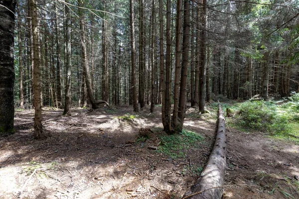 Ukrayna Karpatlarının Dağ Ormanı.