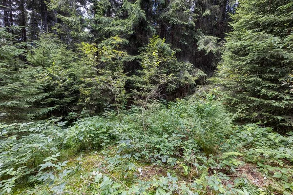 Ukrayna Karpatları 'nda yaz ormanı