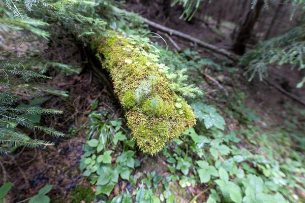 Yazın Yeşil Orman Makro Görünümü Kapat — Stok fotoğraf
