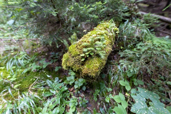 Green Forest Summer Close Macro View — Fotografia de Stock