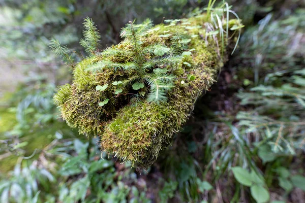 Green Forest Summer Close Macro View — Photo