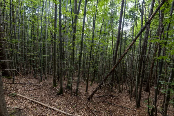 Ukrayna Karpatlarının Dağ Ormanı.