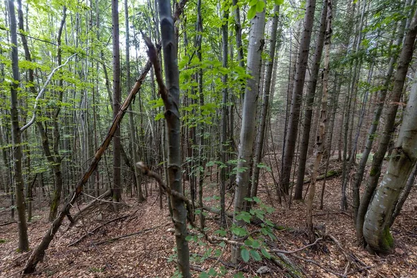 Ukrayna Karpatlarının Dağ Ormanı.
