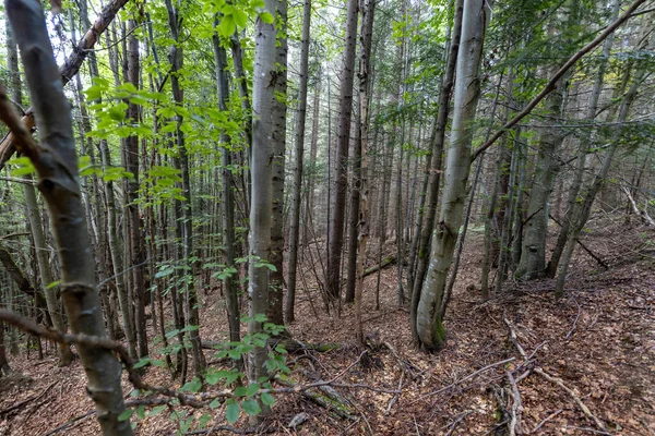 Ukrayna Karpatlarının Dağ Ormanı.