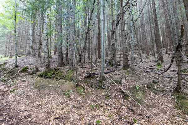 Ukrayna Karpatlarının Dağ Ormanı.