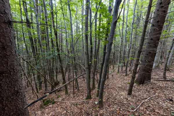 Ukrayna Karpatlarının Dağ Ormanı.