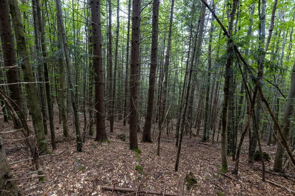 Ukrayna Karpatlarının Dağ Ormanı.