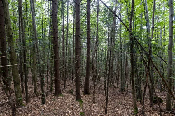 Ukrayna Karpatlarının Dağ Ormanı.