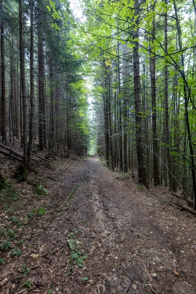 Ukrayna Karpatlarının Dağ Ormanı.