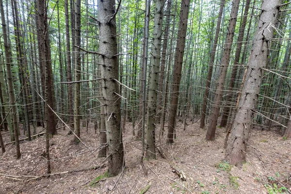 Ukrayna Karpatlarının Dağ Ormanı.