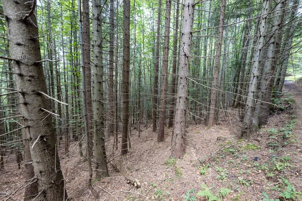 Ukrayna Karpatlarının Dağ Ormanı.