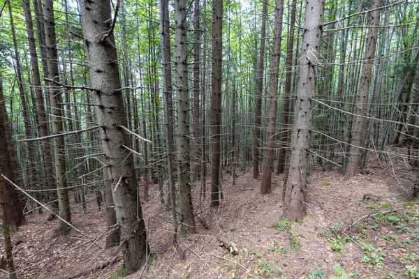 Ukrayna Karpatlarının Dağ Ormanı.