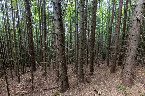Ukrayna Karpatlarının Dağ Ormanı.