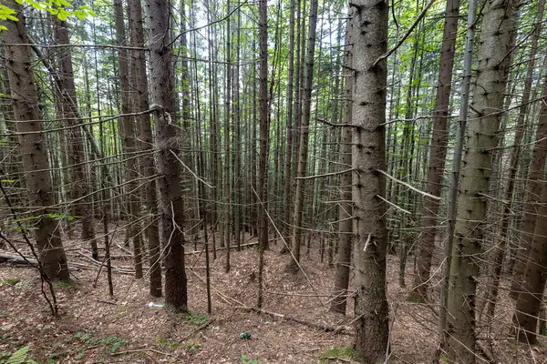 Ukrayna Karpatlarının Dağ Ormanı.