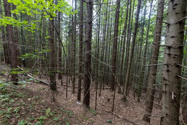 Ukrayna Karpatlarının Dağ Ormanı.