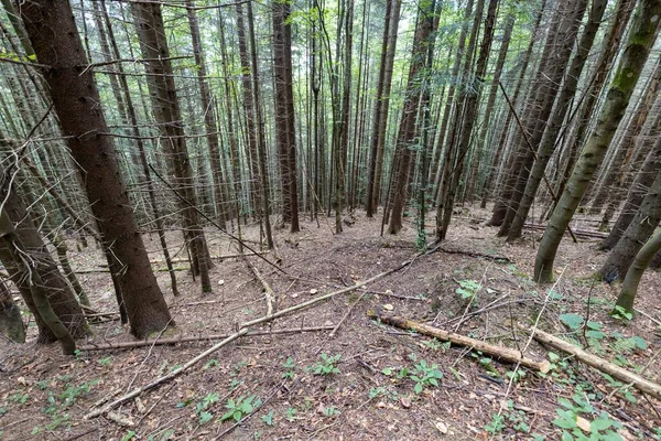 Ukrayna Karpatlarının Dağ Ormanı.