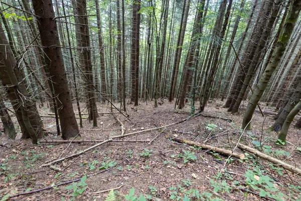 Ukrayna Karpatlarının Dağ Ormanı.