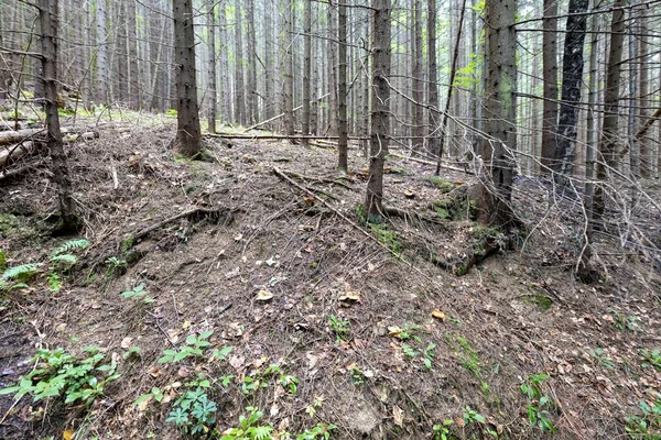 Ukrayna Karpatlarının Dağ Ormanı.