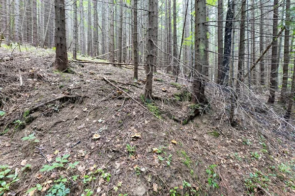 Ukrayna Karpatlarının Dağ Ormanı.