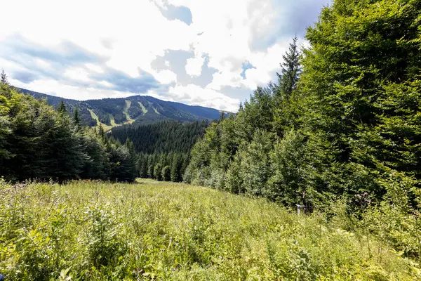 Bir yaz günü Ukrayna Karpatları 'nda dağ panoraması.