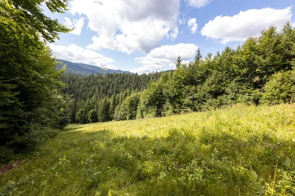 Bir yaz günü Ukrayna Karpatları 'nda dağ panoraması.