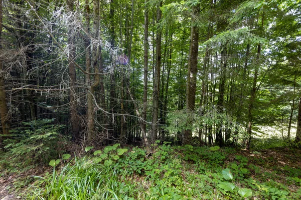 Ukrayna Karpatlarının Dağ Ormanı.