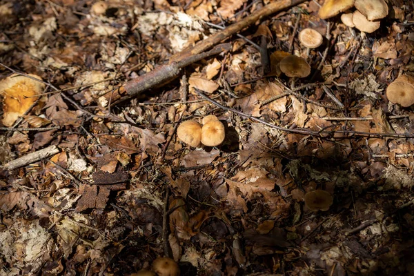 Bir yaz günü dağ ormanında mantar. Makro görünümü kapat.