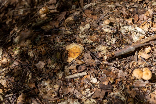 Mushroom Mountain Forest Summer Day Close Macro View — Stock Photo, Image