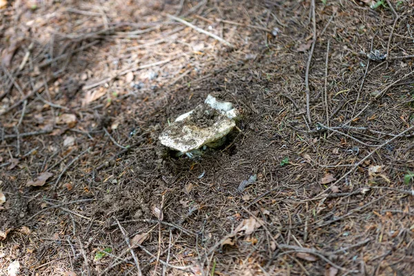 Champignon Dans Forêt Montagne Jour Été Gros Plan Macro Vue — Photo