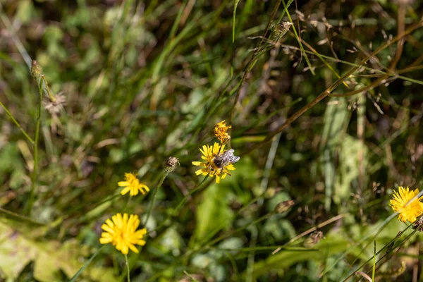 Ukrayna Karpatları 'ndaki dağ çiçekleri. Makro görünümü kapat.