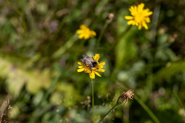 Pszczoła Żółtym Kwiatku Widok Makra Bliska — Zdjęcie stockowe