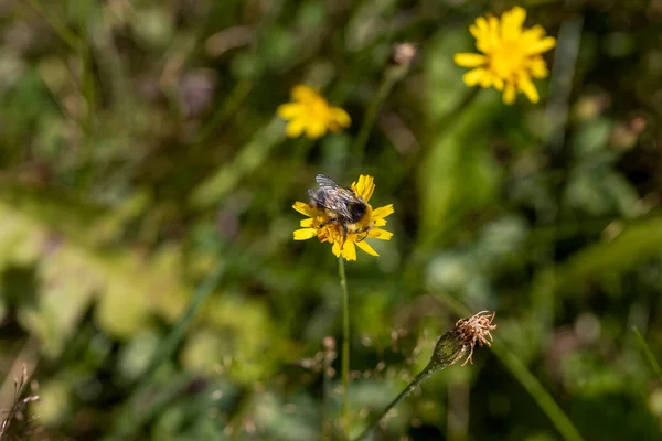 Méhecske Egy Sárga Virágon Közelkép Makró Nézet — Stock Fotó