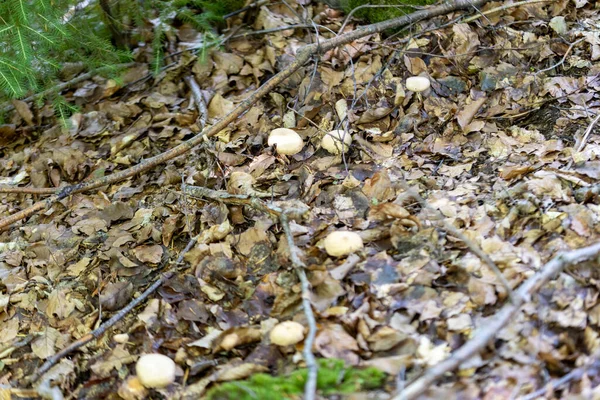Yazın yeşil orman. Makro görünümü kapat.