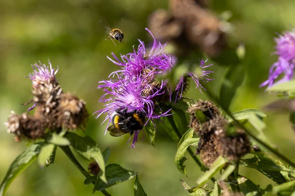 Bergbloemen Oekraïense Karpaten Macro Close Upweergave — Stockfoto