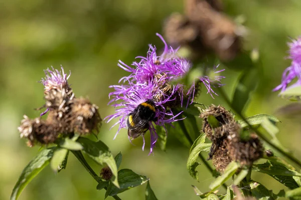 Bergbloemen Oekraïense Karpaten Macro Close Upweergave — Stockfoto