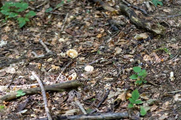 Yazın yeşil orman. Makro görünümü kapat.