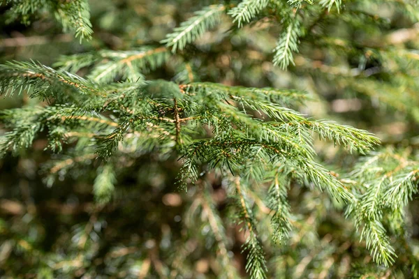 Coniferous Branch Close Macro View — Stock Photo, Image