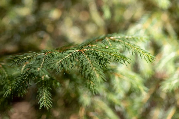 Kozalaklı dal. Makro görünümü kapat.