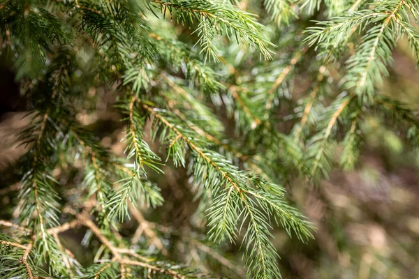 Kozalaklı dal. Makro görünümü kapat.