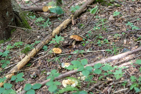 Grzyby Górskim Lesie Letni Dzień Zamknij Widok Makra — Zdjęcie stockowe