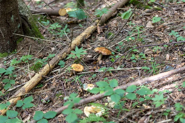 Bir yaz günü dağ ormanında mantar. Makro görünümü kapat.
