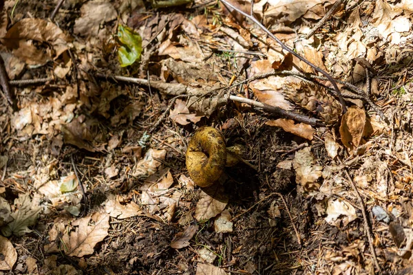 Bir yaz günü dağ ormanında mantar. Makro görünümü kapat.
