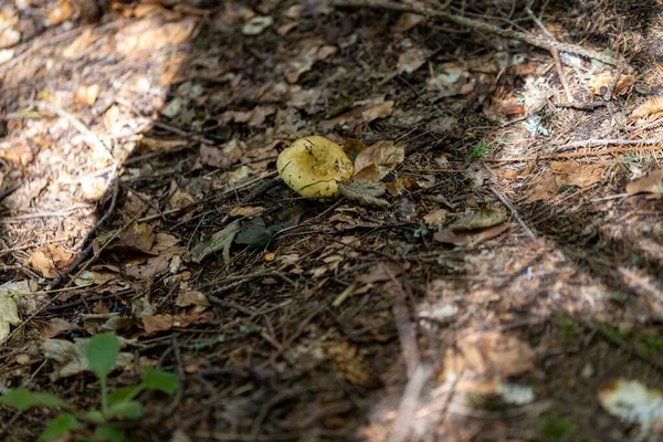 夏の日には山の森のキノコ マクロビューを閉じる — ストック写真