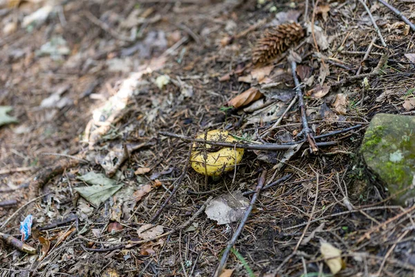 Bir yaz günü dağ ormanında mantar. Makro görünümü kapat.