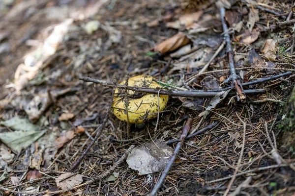Bir yaz günü dağ ormanında mantar. Makro görünümü kapat.