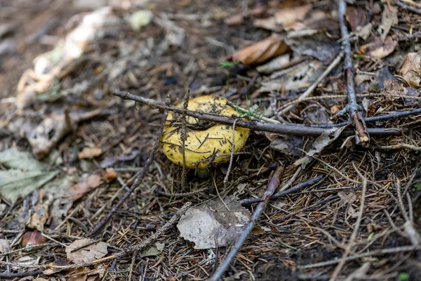 Bir yaz günü dağ ormanında mantar. Makro görünümü kapat.