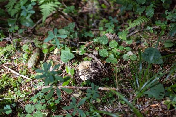 Bir yaz günü dağ ormanında mantar. Makro görünümü kapat.